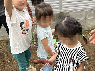 サツマイモ堀り